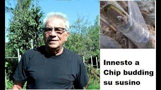 Innesto a "Chip budding" su susino