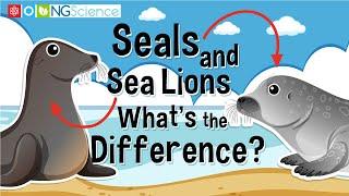 Seals and Sea Lions – What's the Difference?