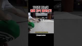이건 뭐.. 완전히 진공청소기ㅋㅋㅋ #강아지 #shorts
