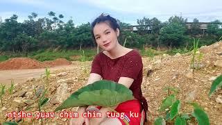 ntshe yuav chim chim tuag ku