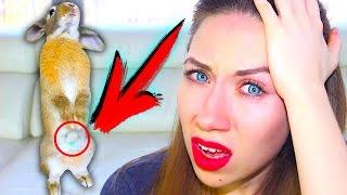 НЕУДАЧНАЯ ОПЕРАЦИЯ У КРОЛИКА НА ЖИВОТЕ ПОЯВИЛАСЬ ШИШКА | Elli Di Pets