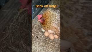 The Insane Drama of a Broody Hen