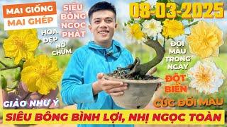 THẾ VĨNH Giao Lưu Mai Vàng Giá Rẻ, Siêu Bông Bình Lợi, Giảo Như Ý, Nhị Ngọc Toàn... • THÀNH TRỌNG LÊ