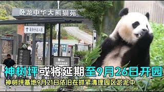 神树坪基地或将推迟到9月26日开园，福宝假孕状态静养后有所好转#panda #푸바오 #zoo #fubao