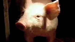 GLOBAL PULSE: Swine Flu - Fear, Blame, and Conspiracy (5/1/2009)