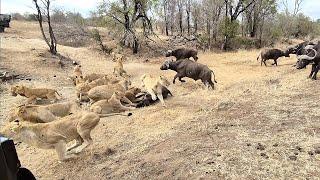 An EPIC SIGHTING! Battle between lions and buffalo 