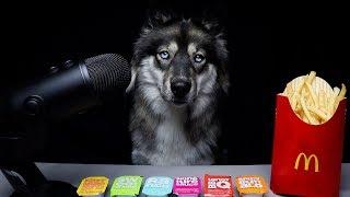 ASMR Dog Reviews McDonalds Sauces!