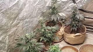 Flushing - Ripening Hardening time with Nectar for the Gods with Dutchman420