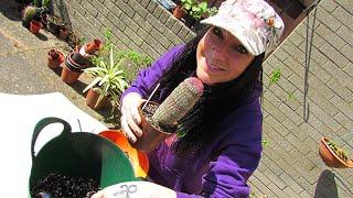 Echinocereus rigidissimus The Rainbow Cactus - Care Tips & Repotting