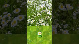 PVZ Plants in real life 