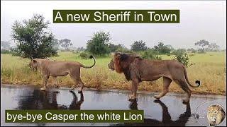 Satara Lion Pride Split | Bye-bye, Casper The White Lion