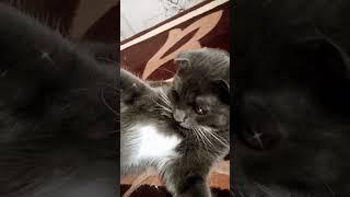 хищная кошка 