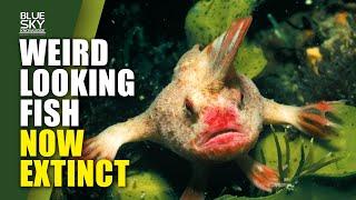 Science: Smooth Handfish Now Extinct | Kunyu