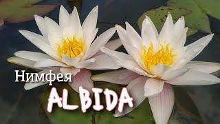 Кувшинка (нимфея) Альбида . Water lily (nymphaea) Marliacea Albida