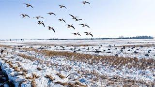 SNOW STORM GOOSE HUNT! CANADA