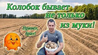 Копаем картошку/ Три сорта! Три результата! Из Столицы в Деревню/