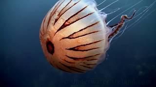 Sea drifters (jellyfish / медуза /  medusa / meduze underwater in Ireland). Watch in HD!