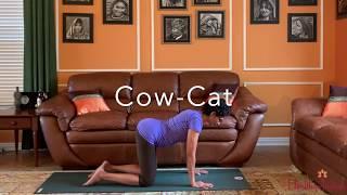 Cat Cow Yoga Stretch for Lower Back Pain