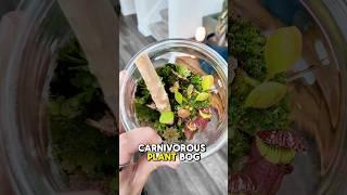 Would you try this plant craft?!(Carnivorous Bog)