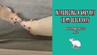 How To Introduce Rats To Each Other (part 2)