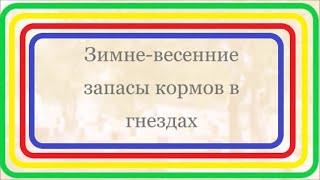 Медовые запасы в гнездах, сколько их?