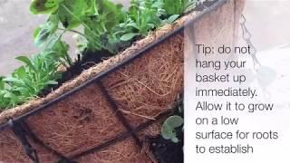 Hanging Baskets