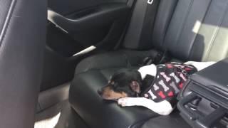 Chihuahua Sleeping in the Car, Silly Kiki, Kiki