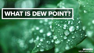 What is dew point? | Weather Wise Lessons