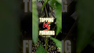 Topping vs. Fimming/FIMing: Which Training Technique Yields More Buds?