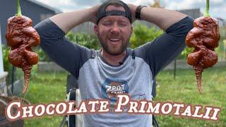 A Very Hot Pepper|| Chocolate Primotalii Pepper Review