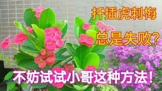 虎刺梅扦插总失败？小哥告诉你方法