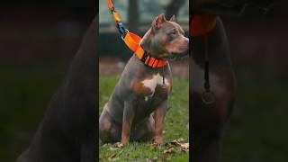 American bully #capcut #americanbully #rollseditz #videoedits60