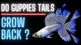 Guppy Fish Care – Do Guppies Tails Grow Back ?