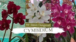 Orchids || Cymbidium || Well bloomed orchids  || Cymbidium growers  || Orchids Lovers ||