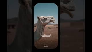 Подпишись , у нас больше интересных интересных историй
