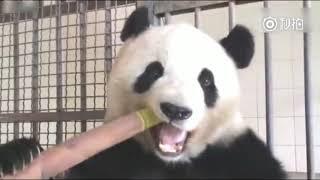 Panda eating show Bamboo compilation 2018