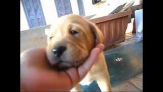 Cuccioli LABRADOR RETRIEVER a 30 giorni!