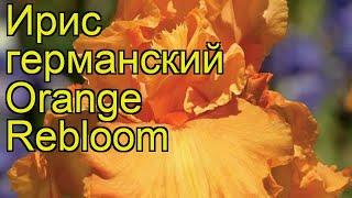 Ирис германский Оранжевый Урожай. Краткий обзор, описание iris germanica Orange Rebloom