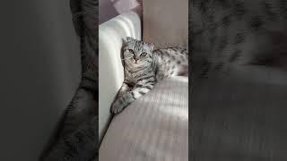 Melisa️#cat #funny #юмор #pets #shorts #shortvideo