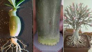 Adenium Plant Root Training Method | Desert Rose