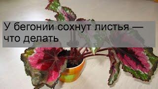 У бегонии сохнут листья — что делать