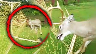 Maryland Police Rescue Deer From Soccer Net