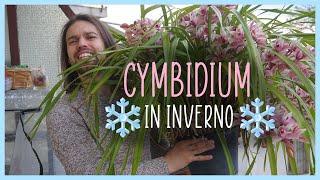 Come coltivare i Cymbidium in INVERNO️