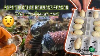 2024 Tri Color Hognose Season