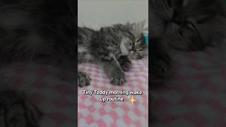 Tiny Kitten morning wake up routine️ #kitten #shorts #pet #cat #cutekitty