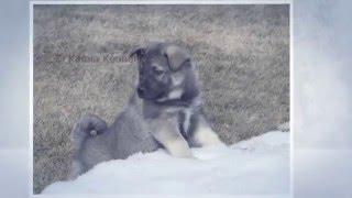 Elkhound snow dogs at Kamia Kennels - Video 02