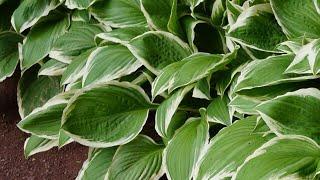 Get that shovel out, it's time to divide those hosta plants! - New Day NW