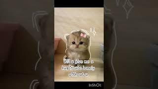 ur beautiful  pt-2 #cats #viral #beauty