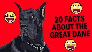 20 Facts About The Great Dane