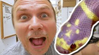 WE HATCHED A PURPLE SNAKE!!! | BRIAN BARCZYK